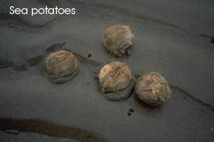 Sea potatos